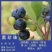 蓝莓树果苗盆栽地栽特大庭院阳台当年结果南方北方种植四季蓝