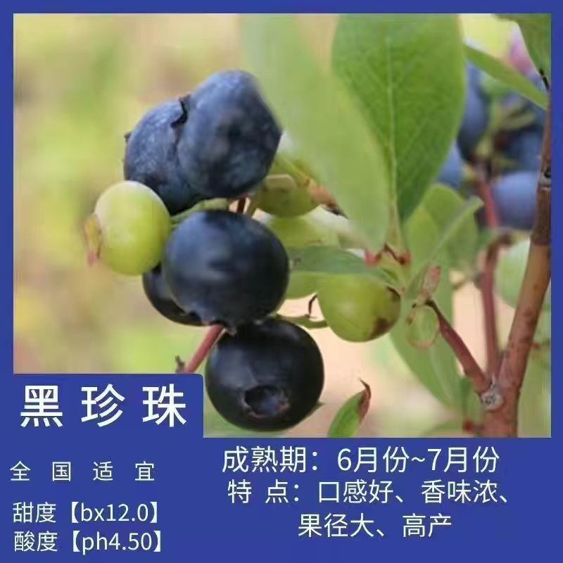 蓝莓树果苗盆栽地栽特大庭院阳台当年结果南方北方种植四季蓝