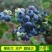 蓝莓树果苗盆栽地栽特大庭院阳台当年结果南方北方种植四季蓝