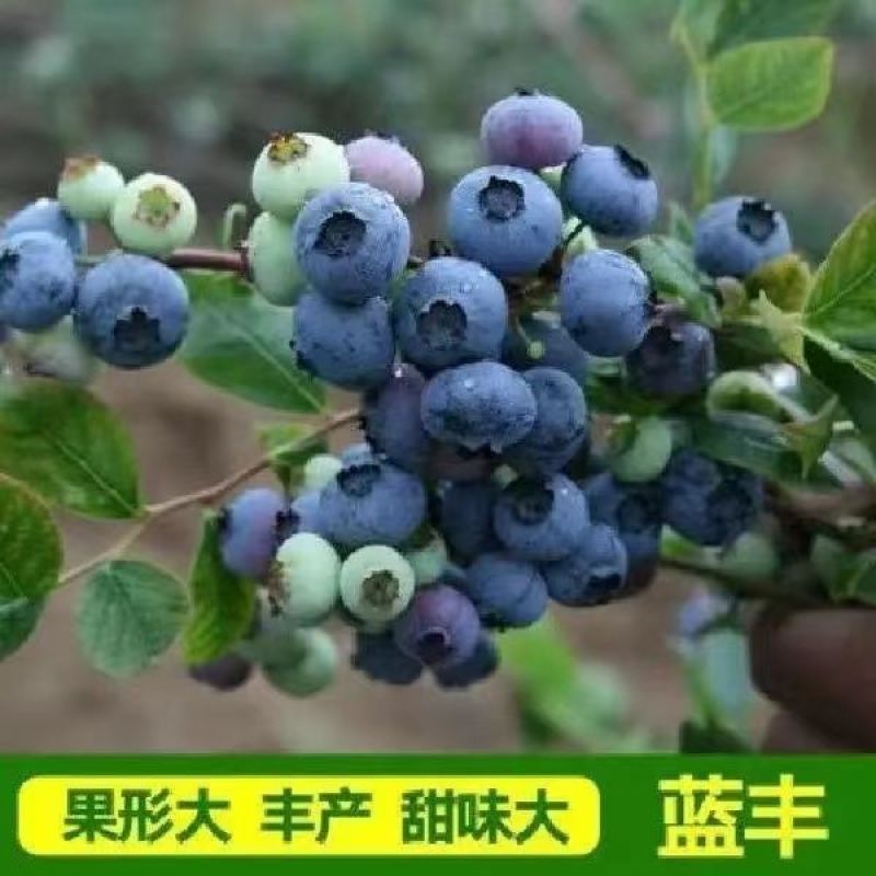 蓝莓树果苗盆栽地栽特大庭院阳台当年结果南方北方种植四季蓝