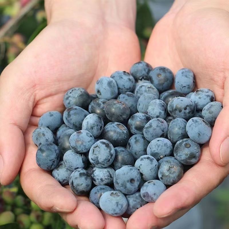 蓝莓树果苗盆栽地栽特大庭院阳台当年结果南方北方种植四季蓝