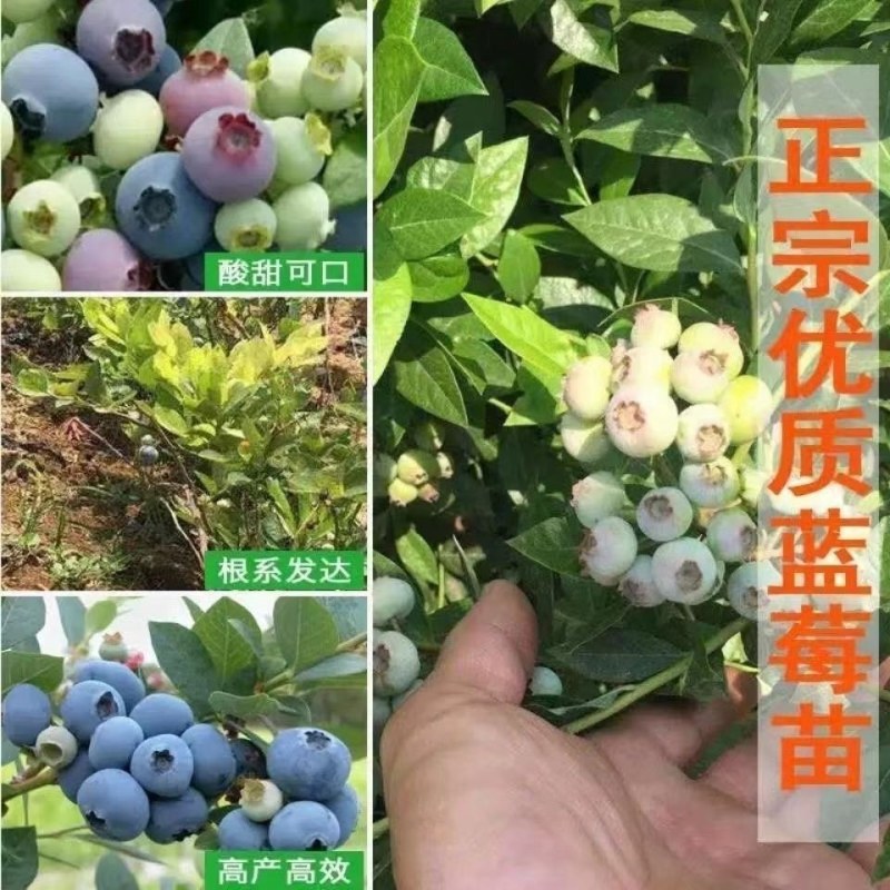 蓝莓树果苗盆栽地栽特大庭院阳台当年结果南方北方种植四季蓝