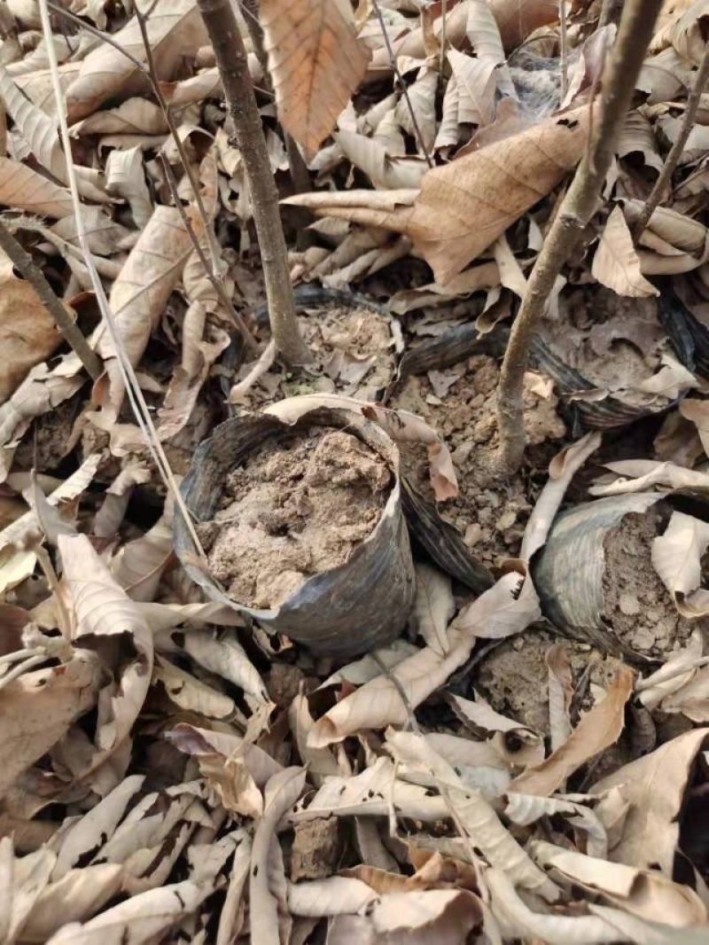 栓皮栎
