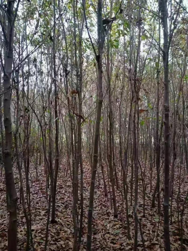 栓皮栎