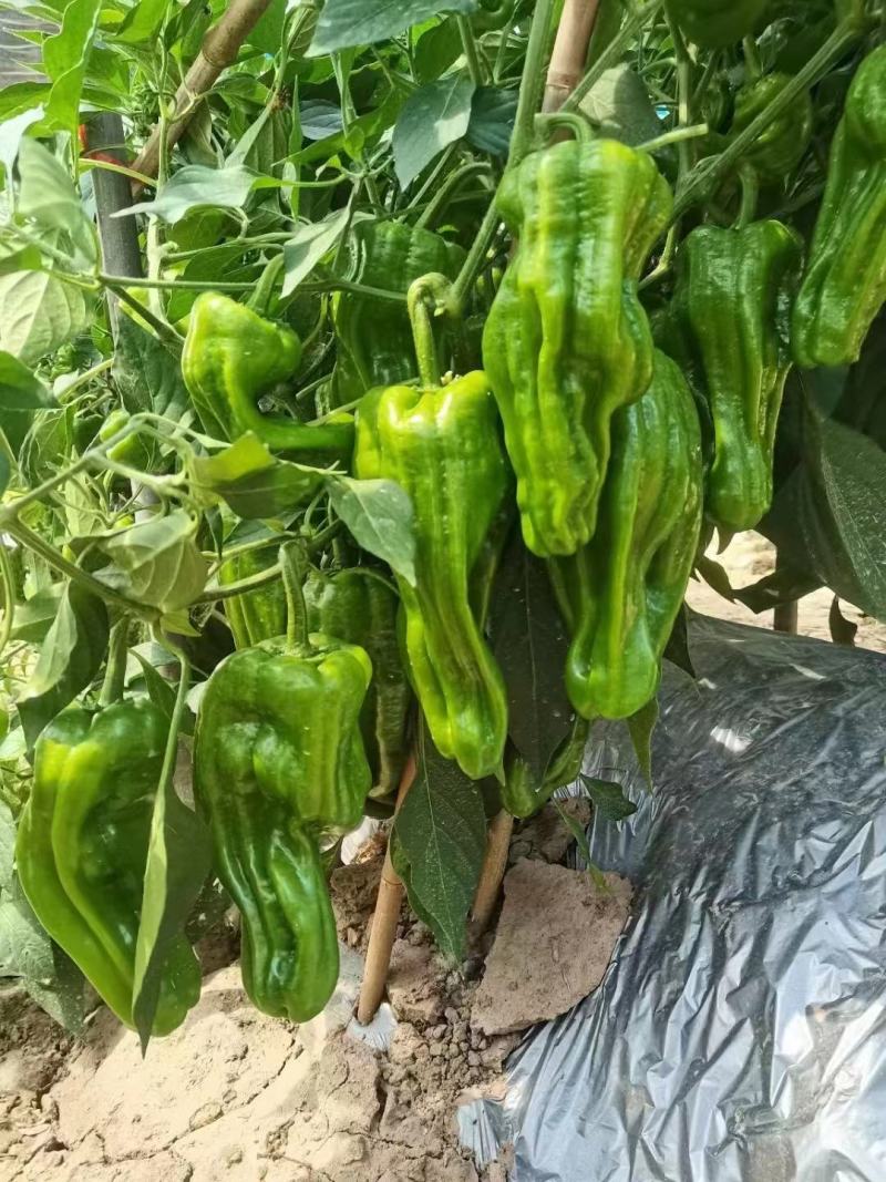 薄皮椒苗牛角椒苗甜椒苗方椒苗菜椒苗泡椒苗
