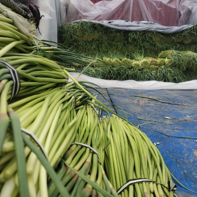 纯鲜薹，粗细适中，长度60-70公分，随行就市，大量走货