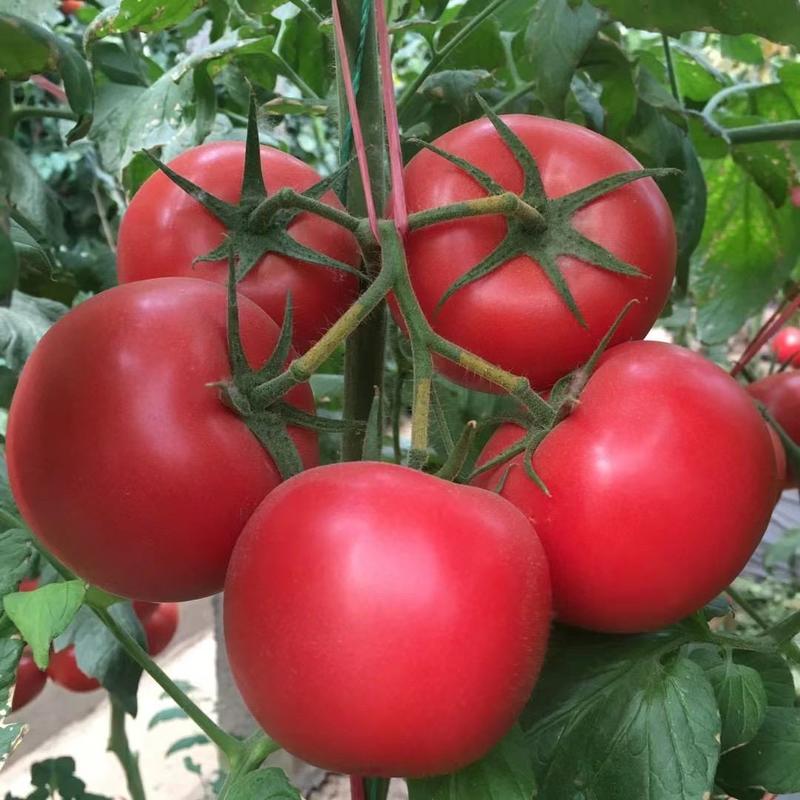 越夏耐热西红柿苗番茄苗抗死棵口感好抗病毒
