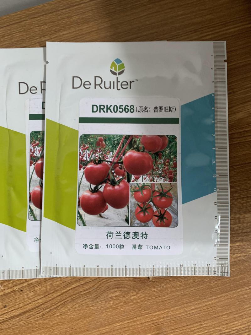 越夏耐热西红柿苗番茄苗抗死棵口感好抗病毒