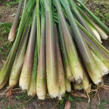 精品茭，基地直发，一手货源一手价格，质量有保障，规格全
