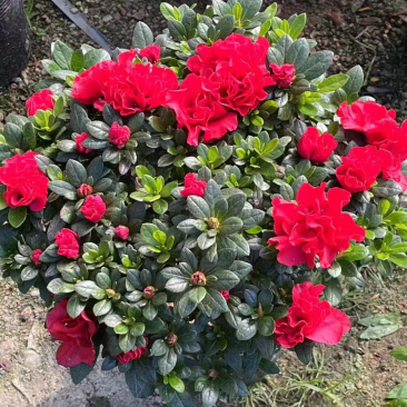 福建西洋杜鹃种植基地批发16杯西洋杜鹃花高20冠20