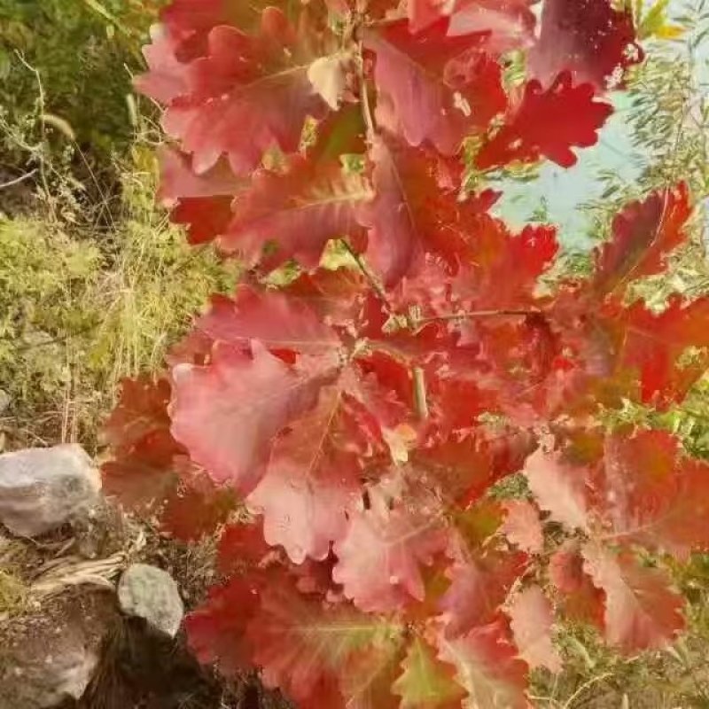 槲栎