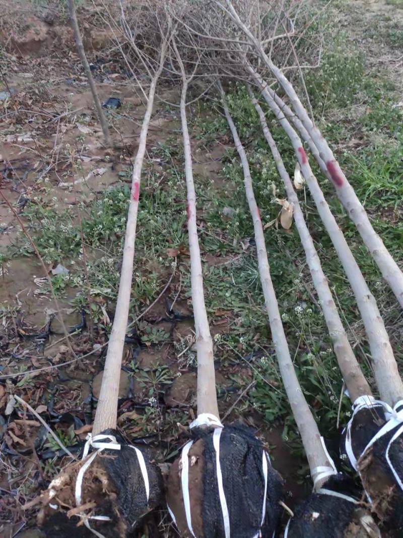 车梁木安阳大量供应欢迎咨询