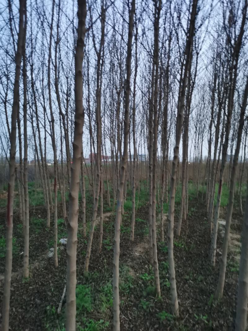车梁木安阳大量供应欢迎咨询