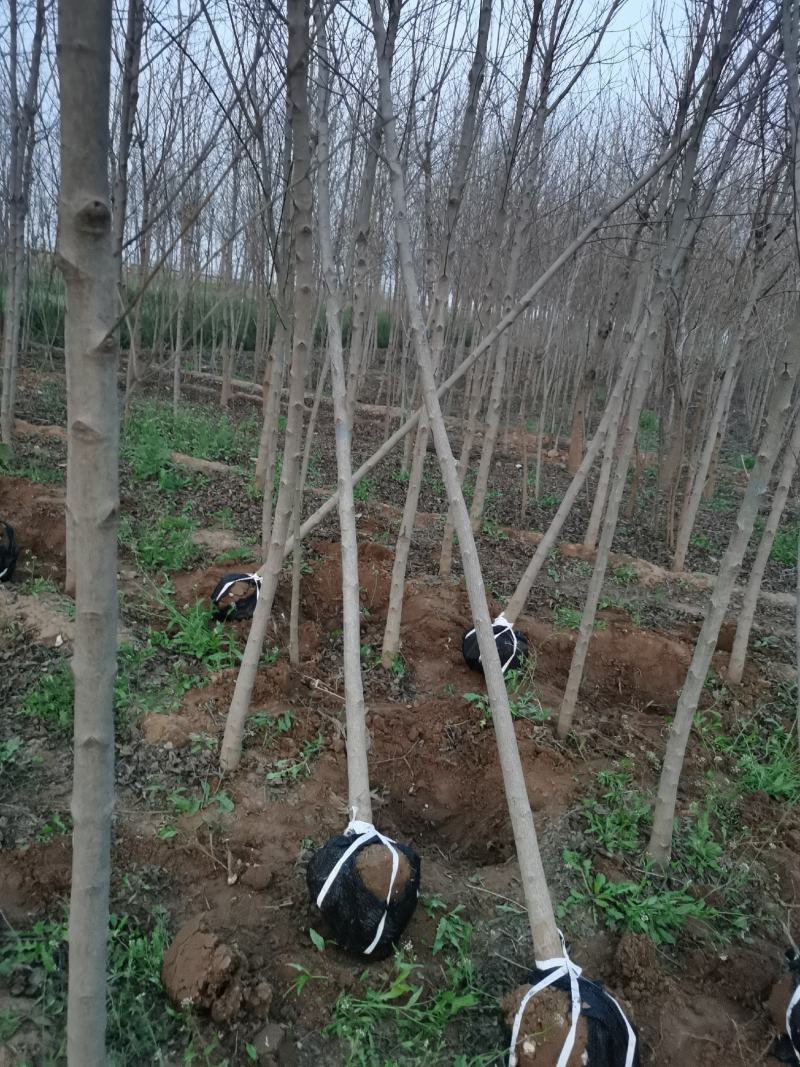 车梁木安阳大量供应欢迎咨询