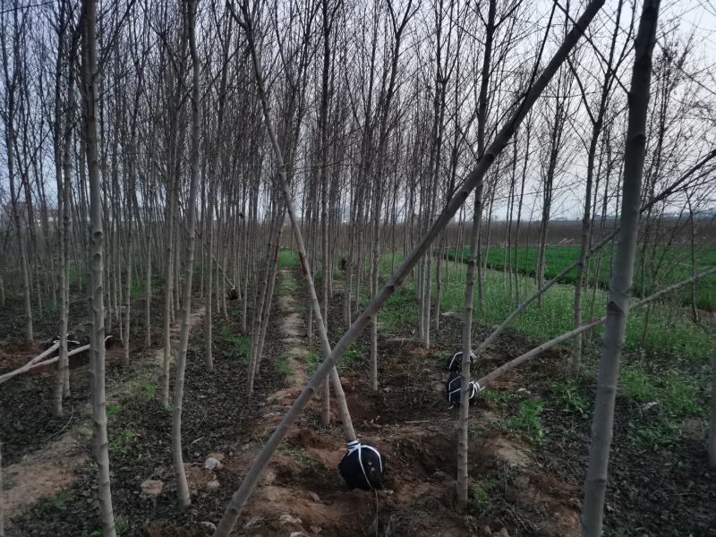 车梁木安阳大量供应欢迎咨询