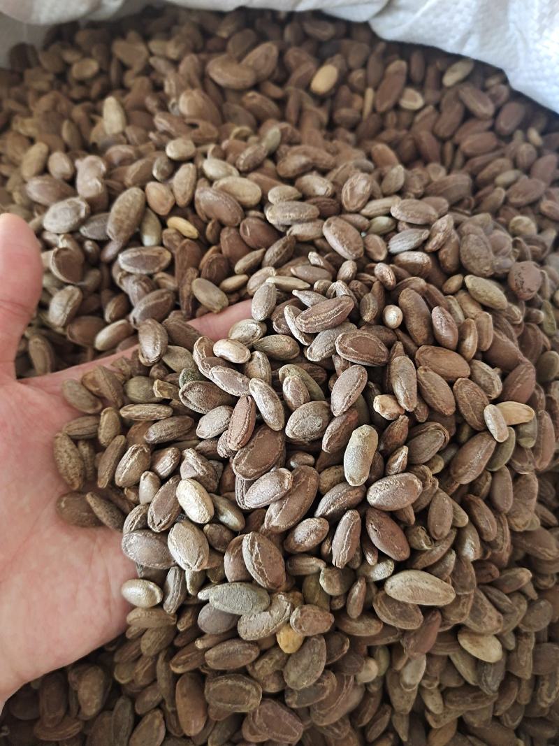 瓜蒌瓜蒌籽单边双边规格齐全无硫无添加剂地道中药材
