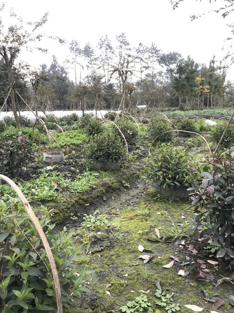 成都巴西野牡丹球批发，巴西野牡丹球基地，巴西野牡丹球价格