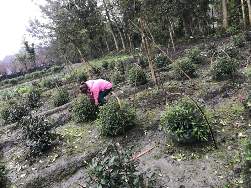成都巴西野牡丹球批发，巴西野牡丹球基地，巴西野牡丹球价格