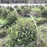 成都巴西野牡丹球批发，巴西野牡丹球基地，巴西野牡丹球价格