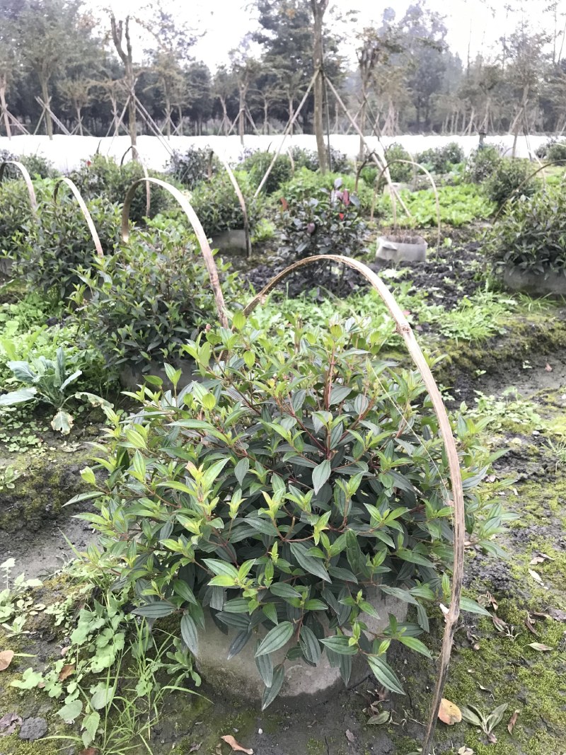 成都巴西野牡丹球批发，巴西野牡丹球基地，巴西野牡丹球价格
