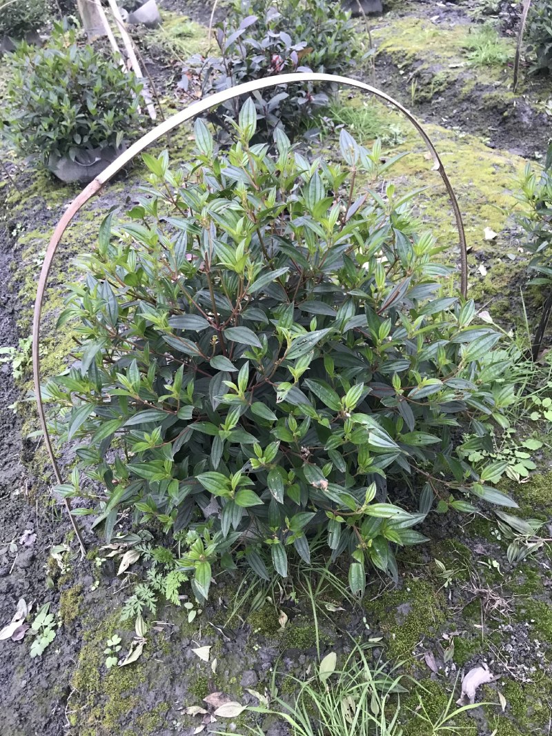 成都巴西野牡丹球批发，巴西野牡丹球基地，巴西野牡丹球价格