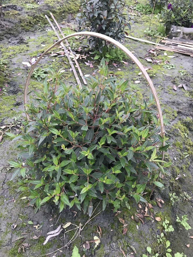 成都巴西野牡丹球批发，巴西野牡丹球基地，巴西野牡丹球价格