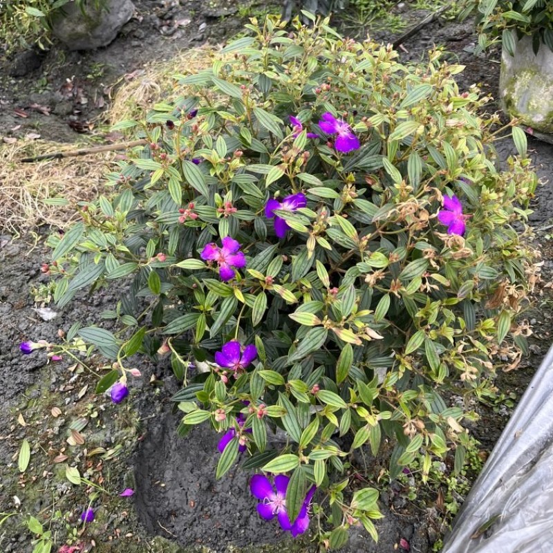 成都巴西野牡丹球批发，巴西野牡丹球基地，巴西野牡丹球价格