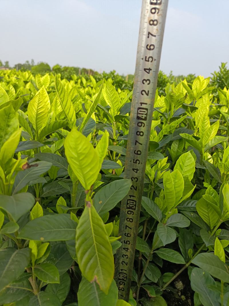 大栀子花