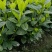 大栀子花