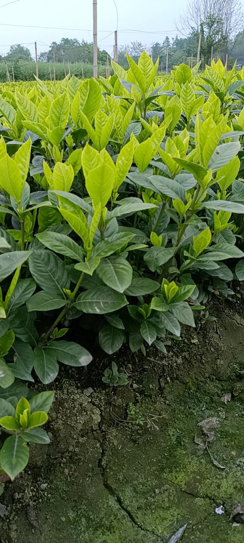 大栀子花