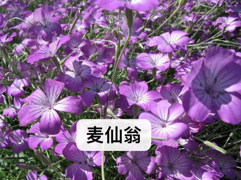 麦仙翁花种籽子耐旱鲜花种子景观绿化林木盆栽花卉种子易播种