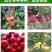 施肥器果树园林施肥器种植施肥器化肥施肥器