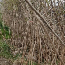 黄菠萝安阳大量供应