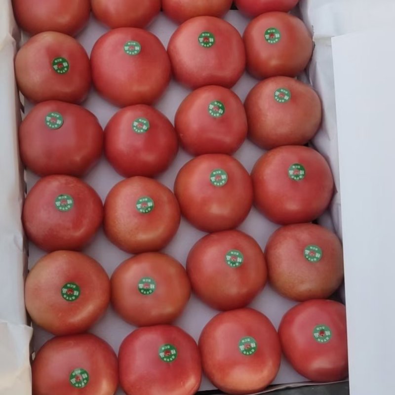 河北西红柿精品西红柿河北硬粉西红柿全国代发量大从优