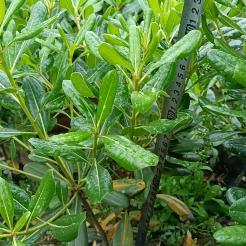 海桐杯苗（宝珠香）