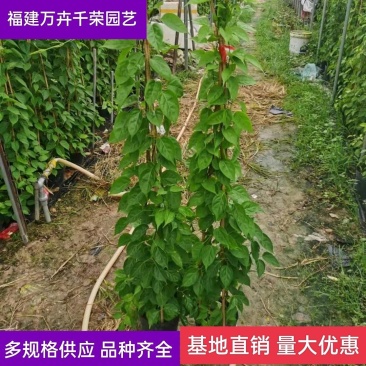 炮仗花