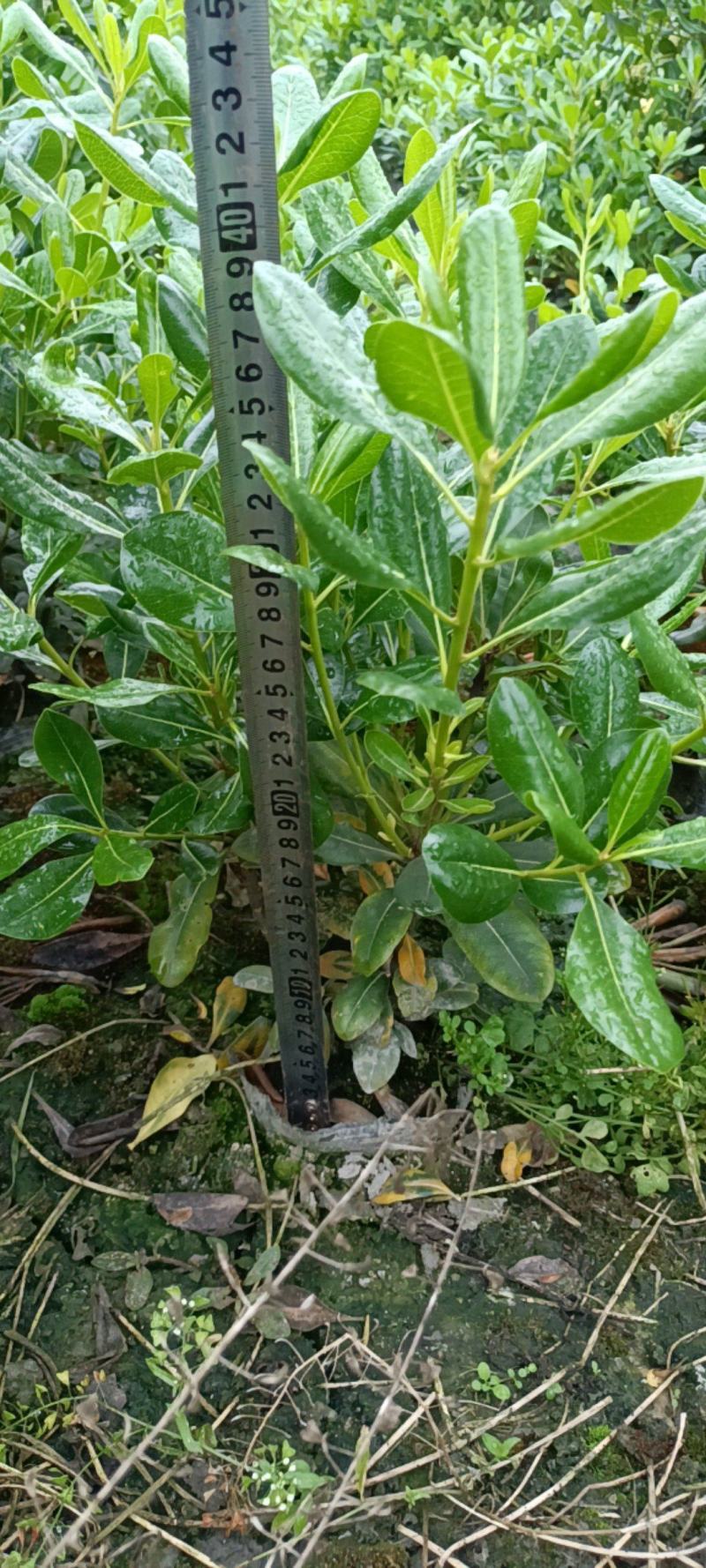 海桐杯苗（宝珠香）