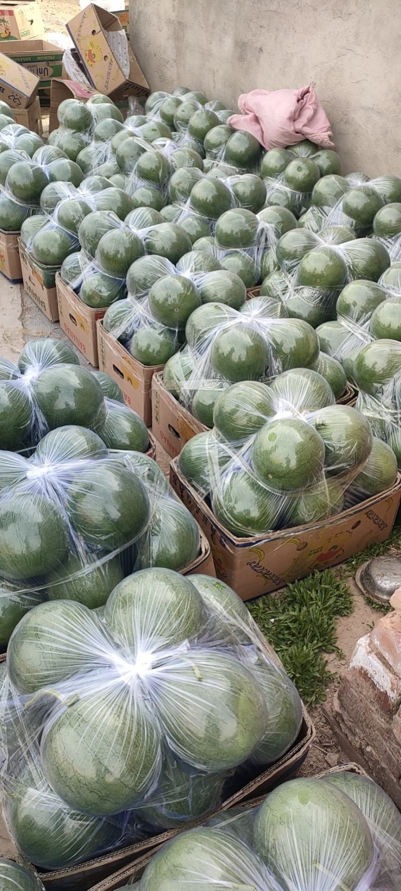 宁夏银川良田沙地精品牛奶吊瓜