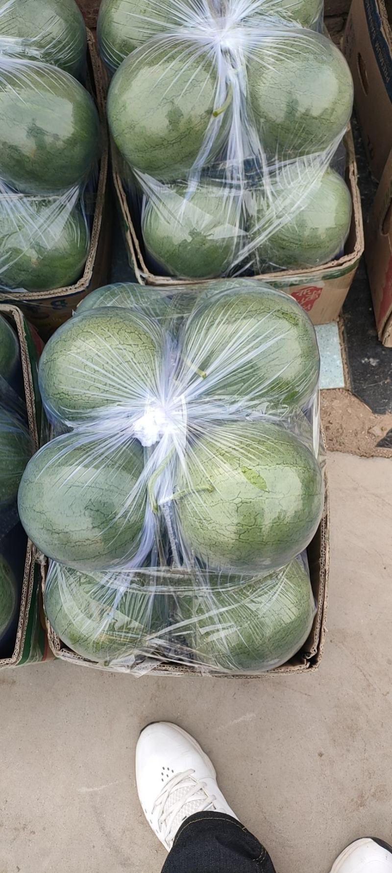 宁夏银川良田沙地精品牛奶吊瓜