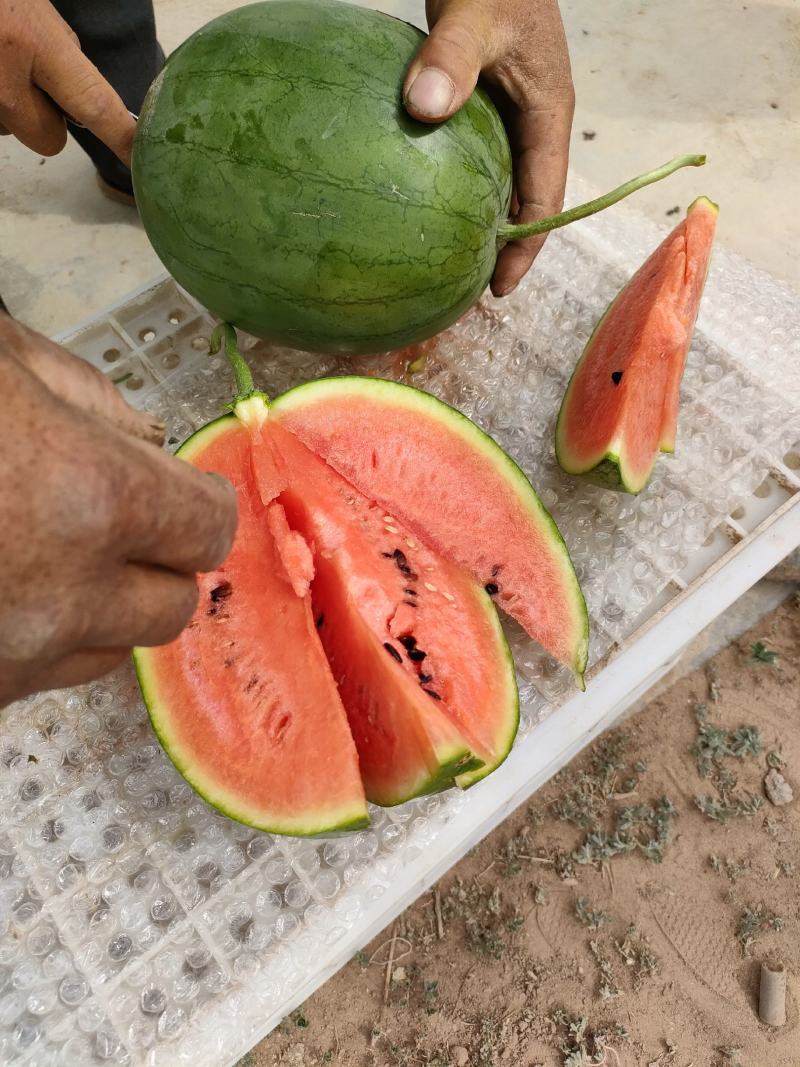 宁夏银川良田沙地精品牛奶吊瓜