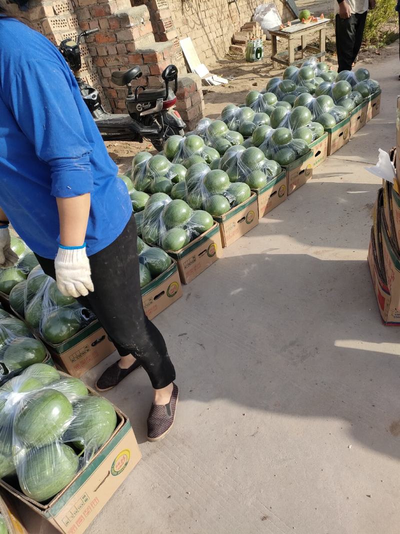 宁夏银川良田沙地精品牛奶吊瓜