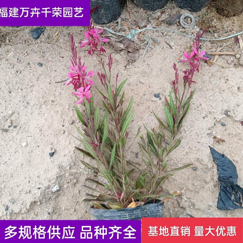 山桃草