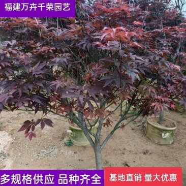 红枫福建漳州基地批发红枫