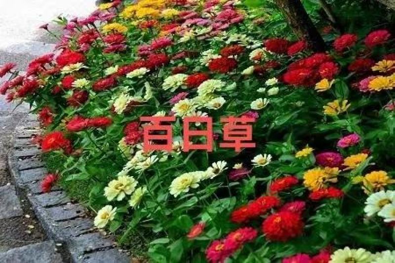 百日草花种籽子七彩重瓣百日草花种子四季开花百日菊花籽庭院