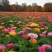 百日草花种籽子七彩重瓣百日草花种子四季开花百日菊花籽庭院