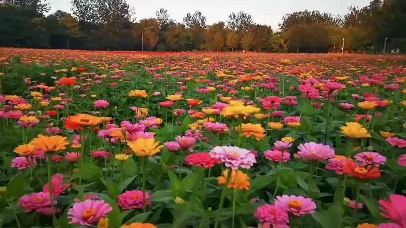 百日草花种籽子七彩重瓣百日草花种子四季开花百日菊花籽庭院