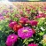 百日草花种籽子七彩重瓣百日草花种子四季开花百日菊花籽庭院