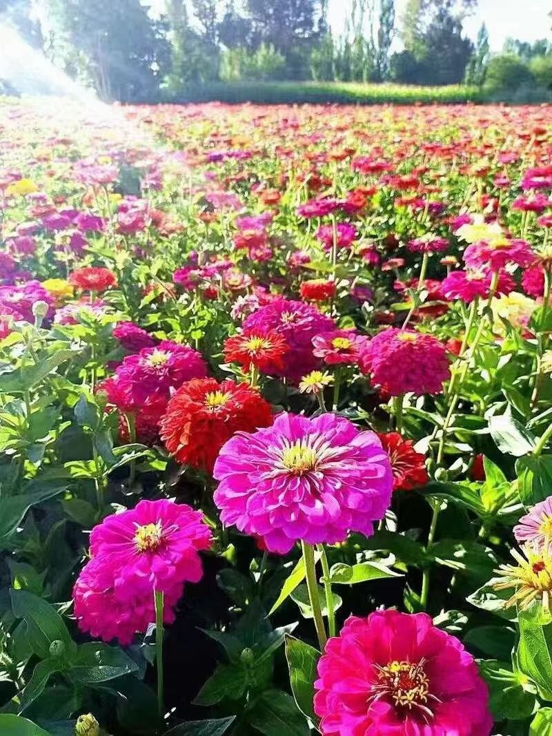 百日草花种籽子七彩重瓣百日草花种子四季开花百日菊花籽庭院