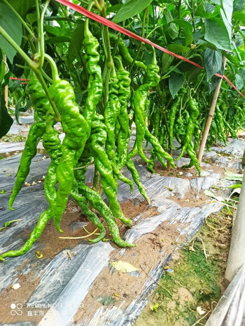 二荆条螺丝椒苗辣椒苗子尖椒苗线椒苗青椒苗彩椒苗