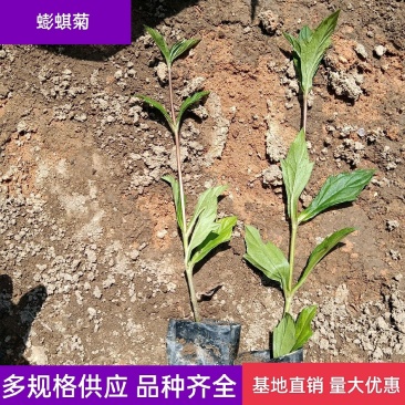 蟛蜞菊